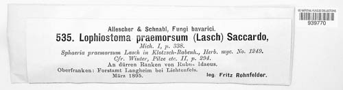 Lophiostoma praemorsum image